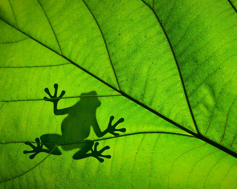 Silhouette of a frog across a green leaf