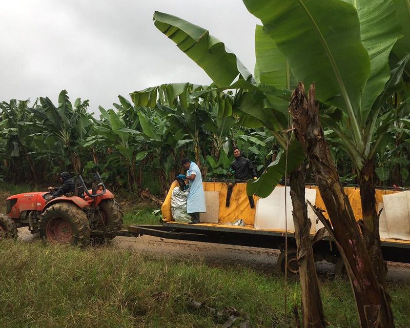 Banana farm