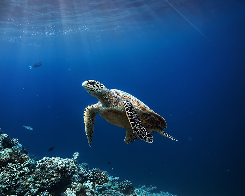 close to the great barrier reef