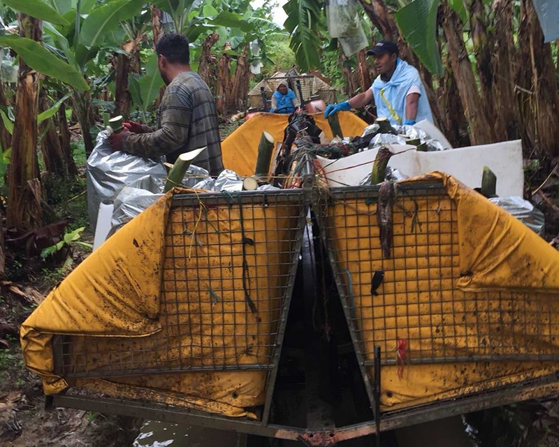collecting the fruit