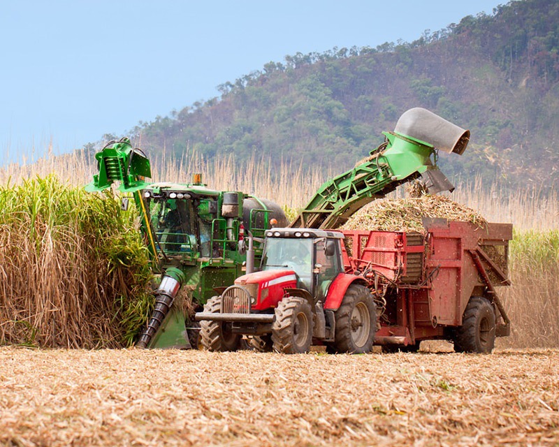 Sugar cane harvest