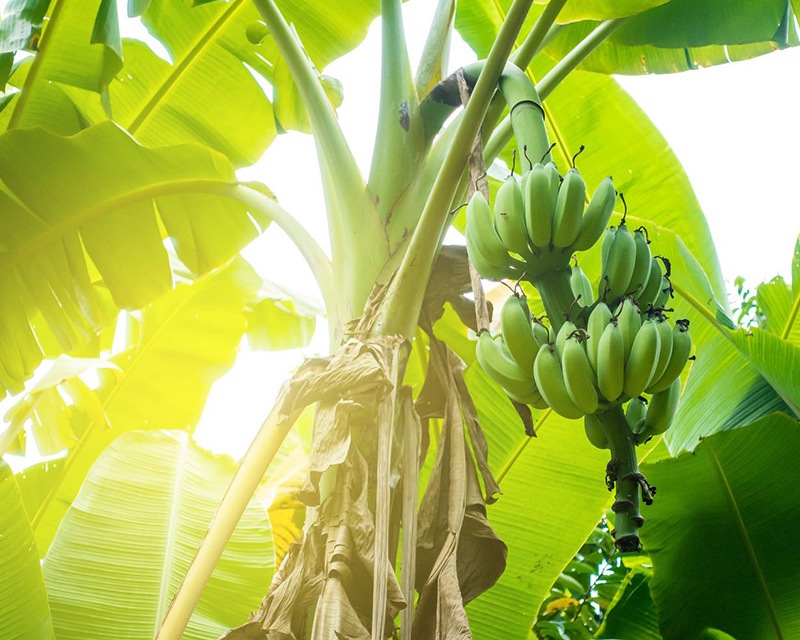 unripe banana on tree